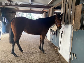 "Nancy" Bright Bay Mare Broodmare
