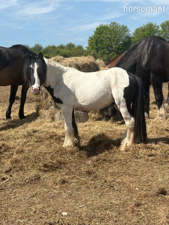"Rambo " Piebald Colt Youngstock / Foal