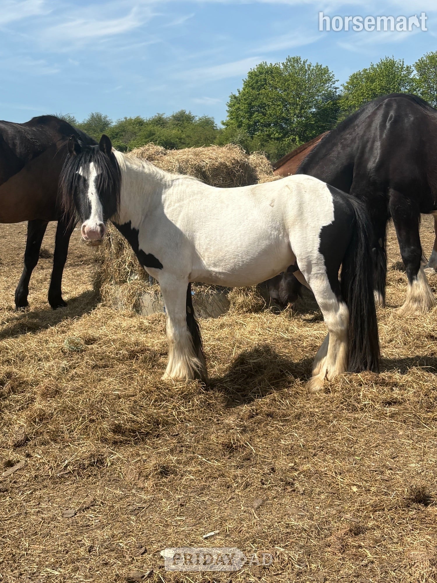"Rambo " Piebald Colt Youngstock / Foal in Rotherham
