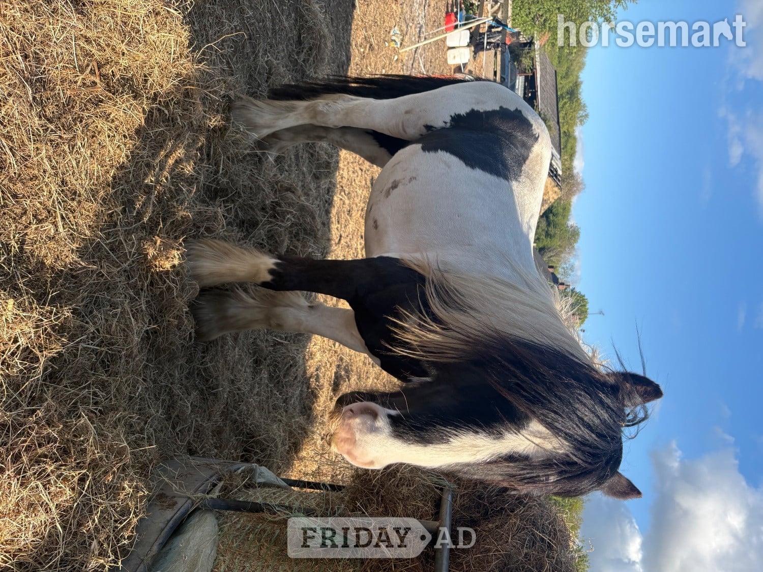 "Rambo " Piebald Colt Youngstock / Foal