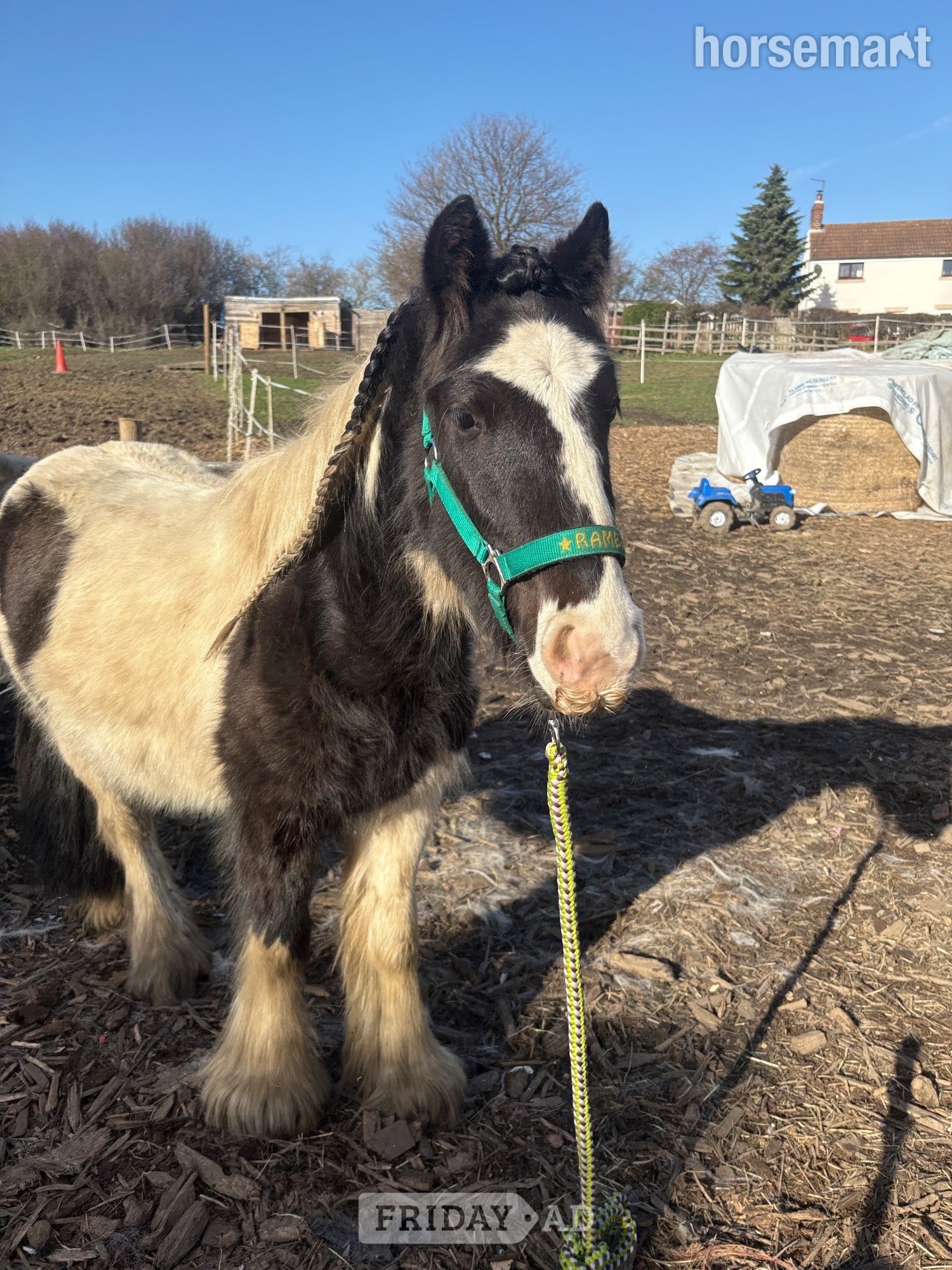 "Rambo " Piebald Colt Youngstock / Foal - Horses
