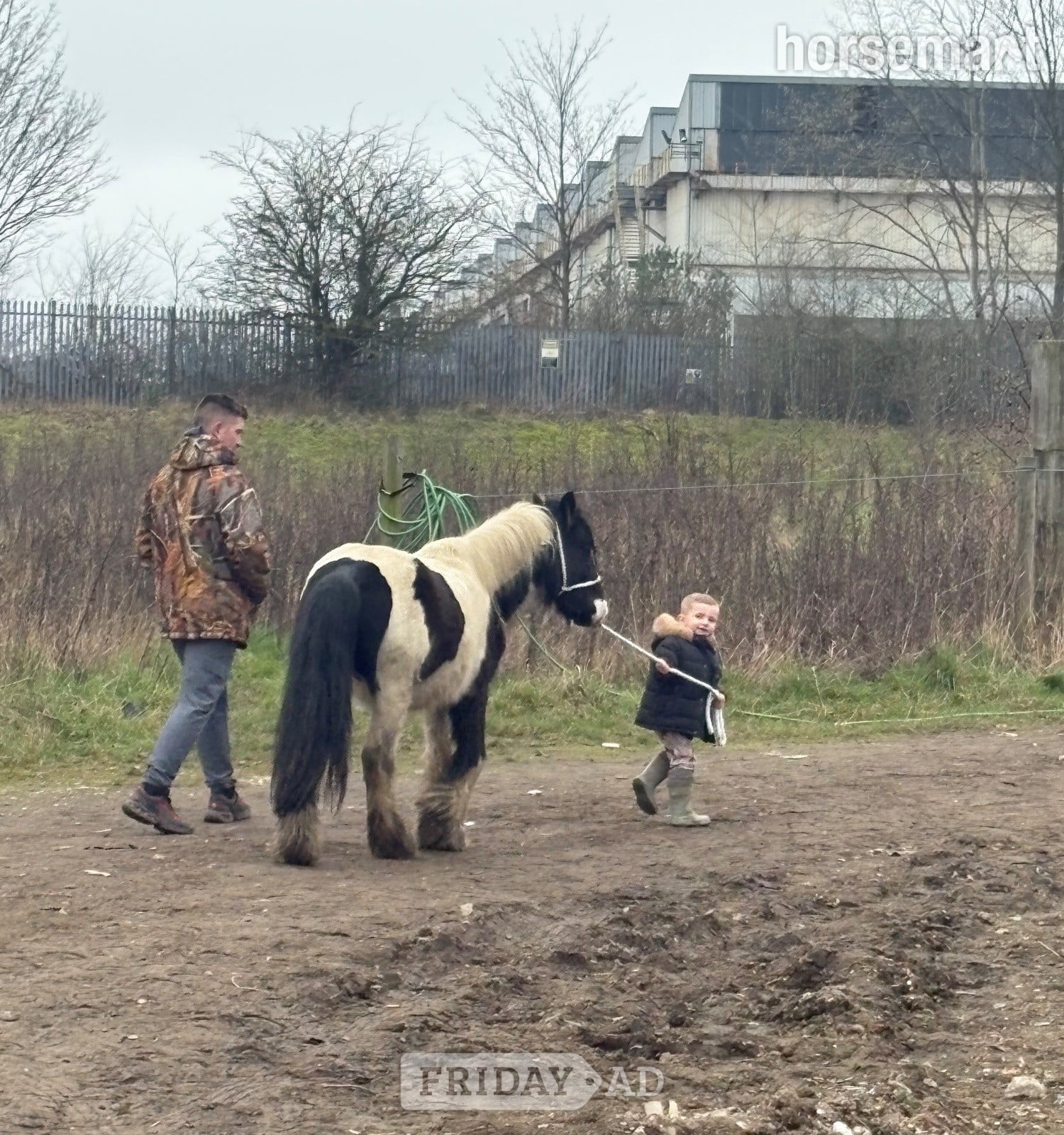 "Rambo " Piebald Colt Youngstock / Foal - Horses in Rotherham
