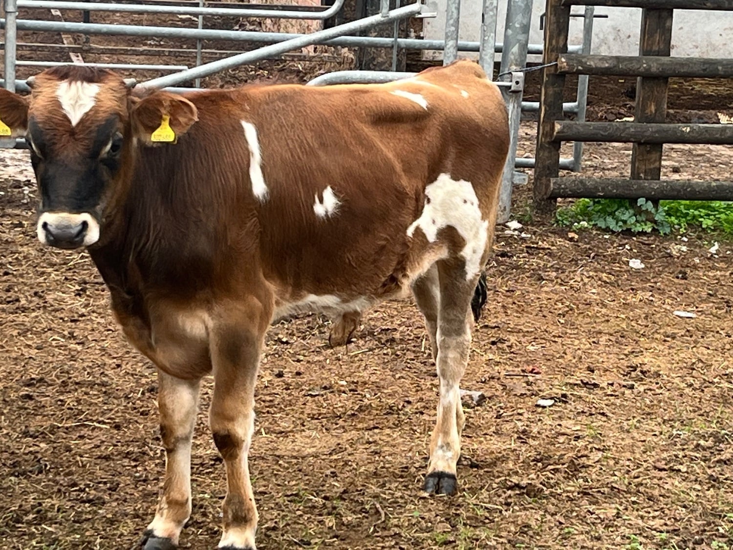 Denbigh Jersey Bull 6 month old