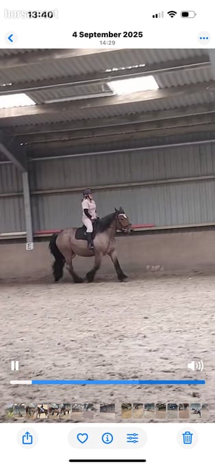 "Rose" Roan Mare Cob/Heavy Horse