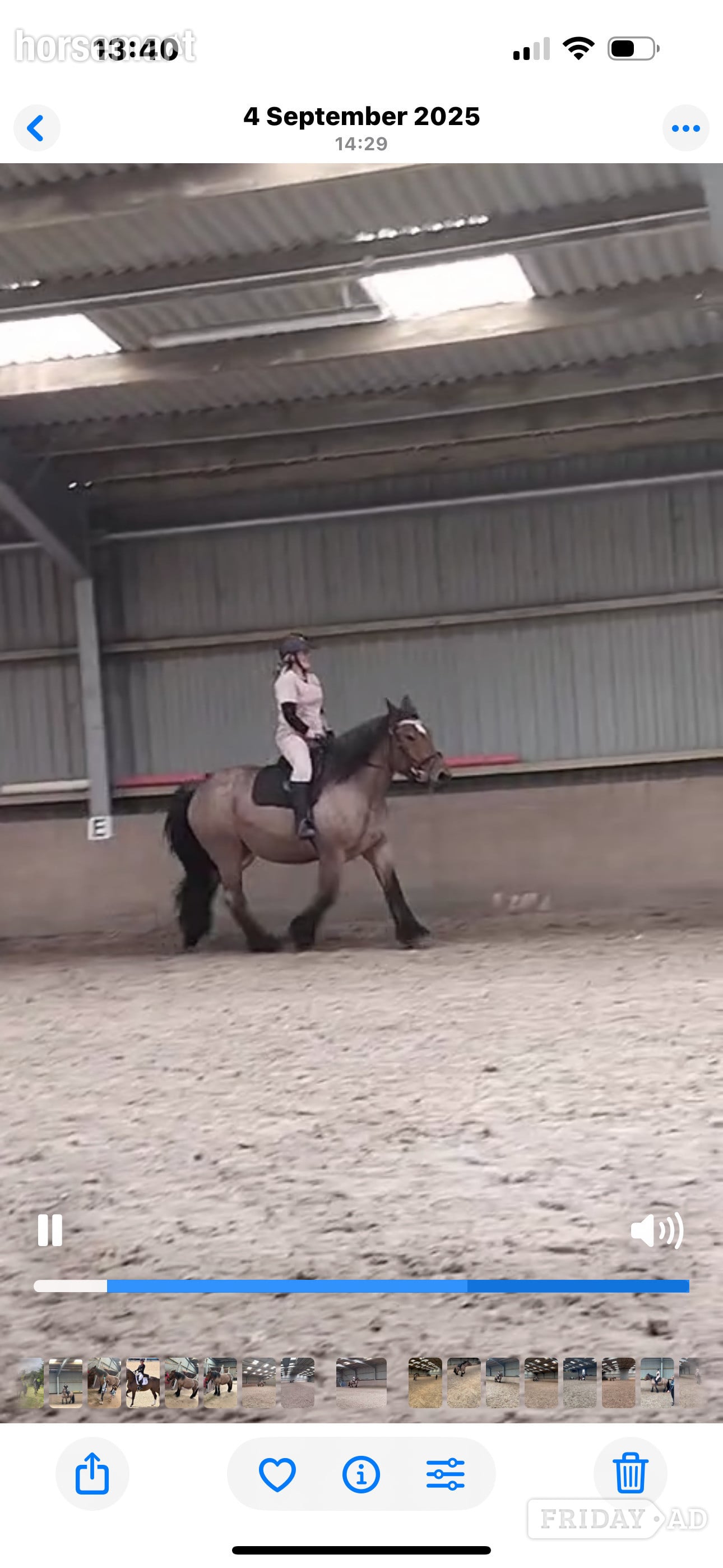 "Rose" Roan Mare Cob/Heavy Horse in Lanark