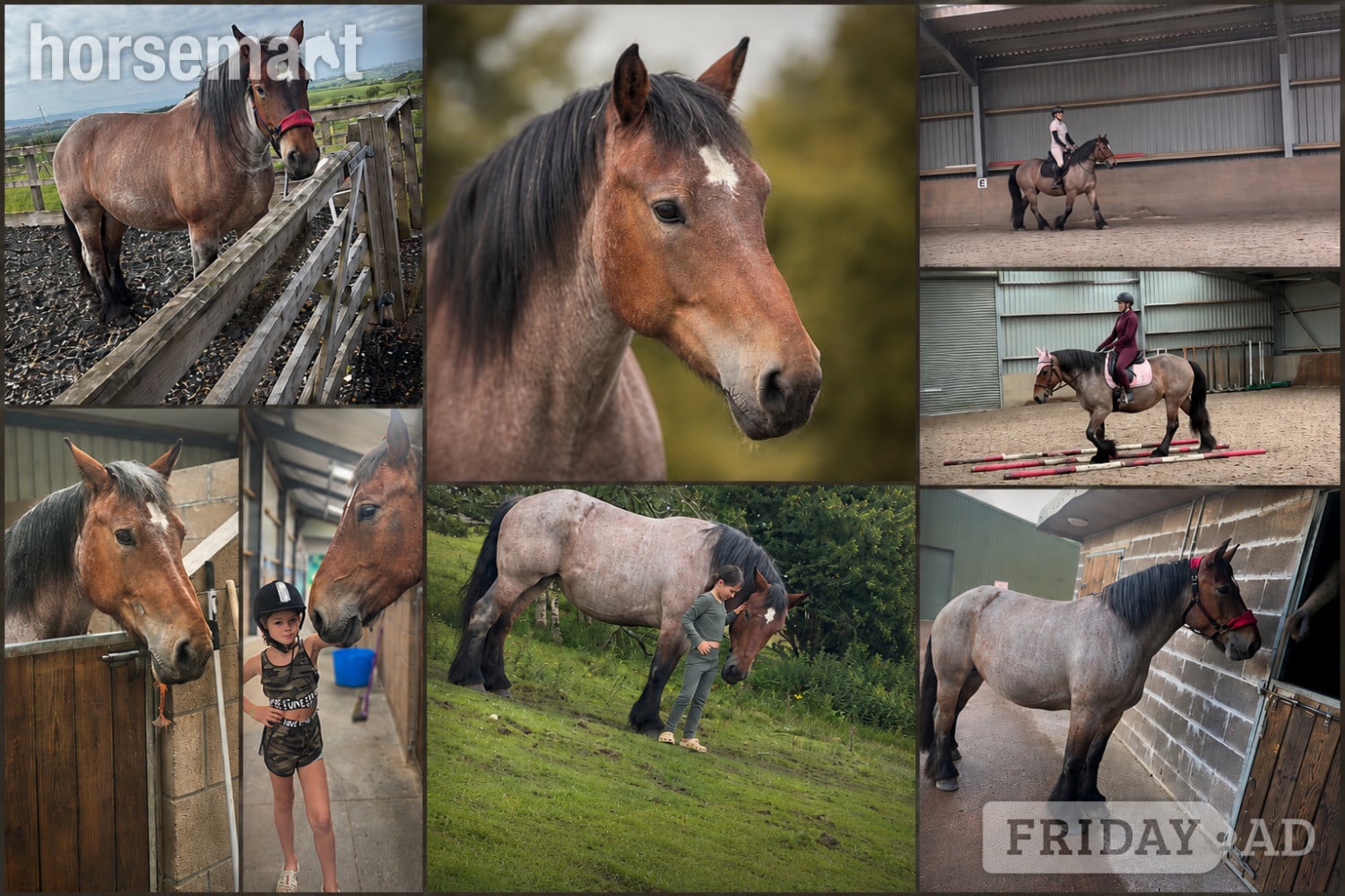 "Rose" Roan Mare Cob/Heavy Horse