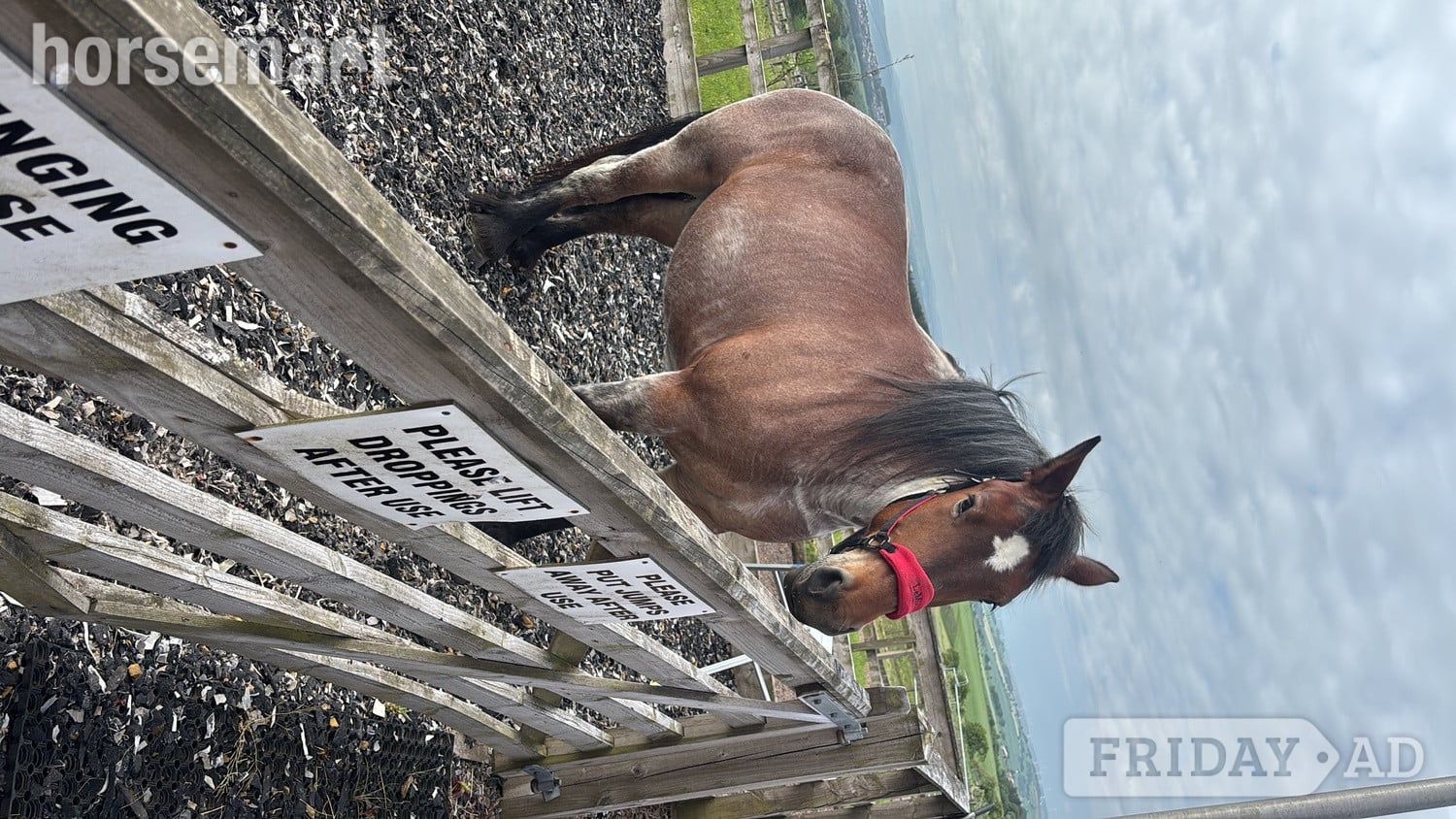 Lanark "Rose" Roan Mare Cob/Heavy Horse