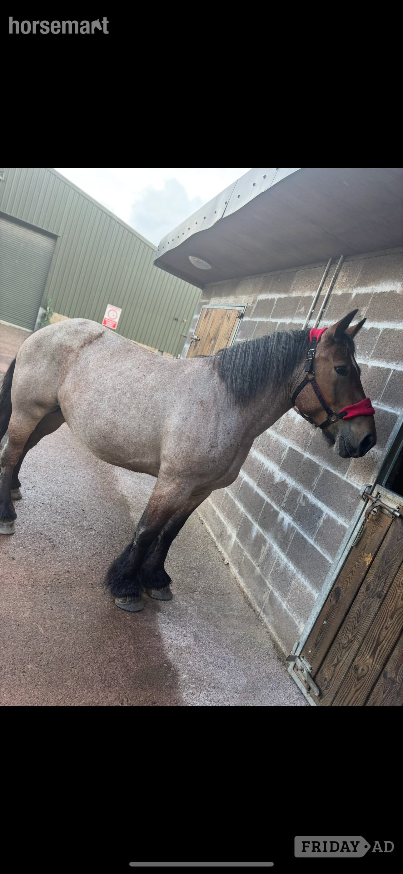 "Rose" Roan Mare Cob/Heavy Horse - Horses in Lanark