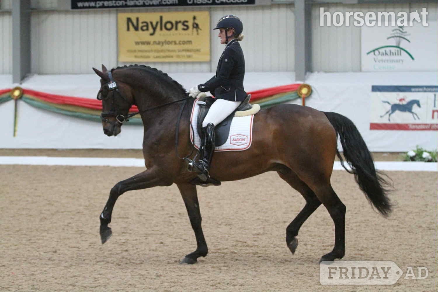 17.1hh 10 year old, gorgeous bay gelding. To stay on current yard in Scunthorpe