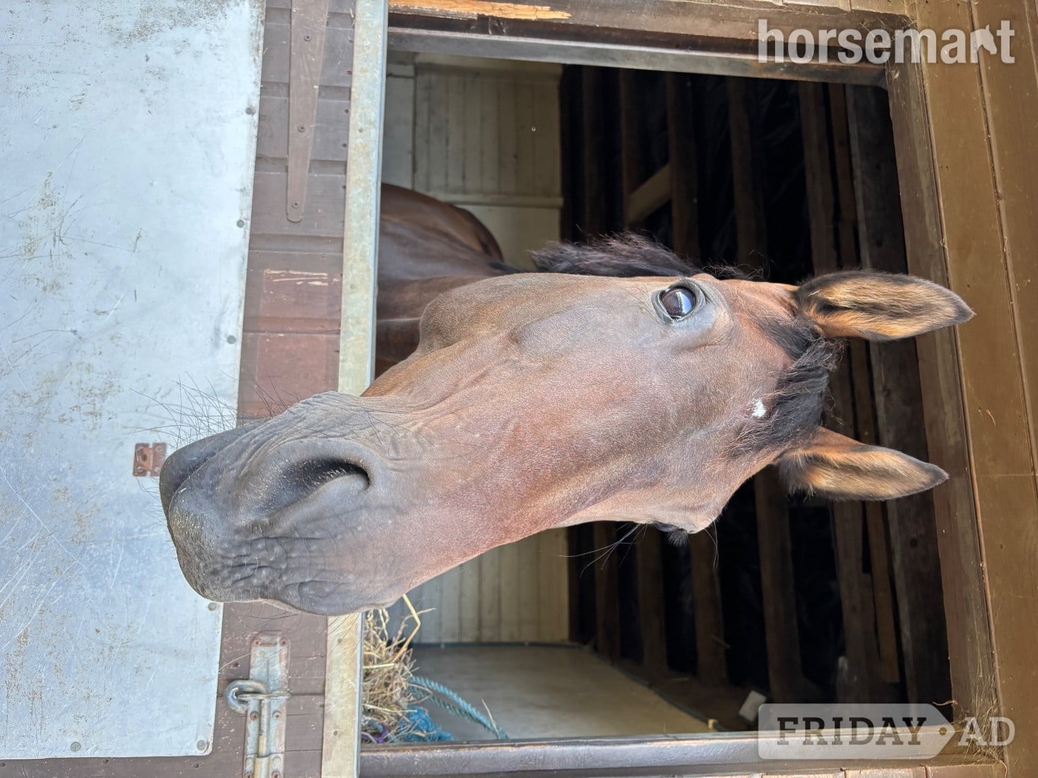 17.1hh 10 year old, gorgeous bay gelding. To stay on current yard