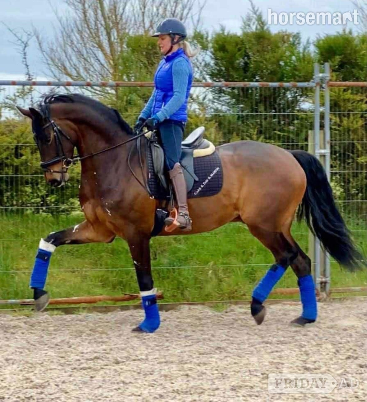 Scunthorpe 17.1hh 10 year old, gorgeous bay gelding. To stay on current yard
