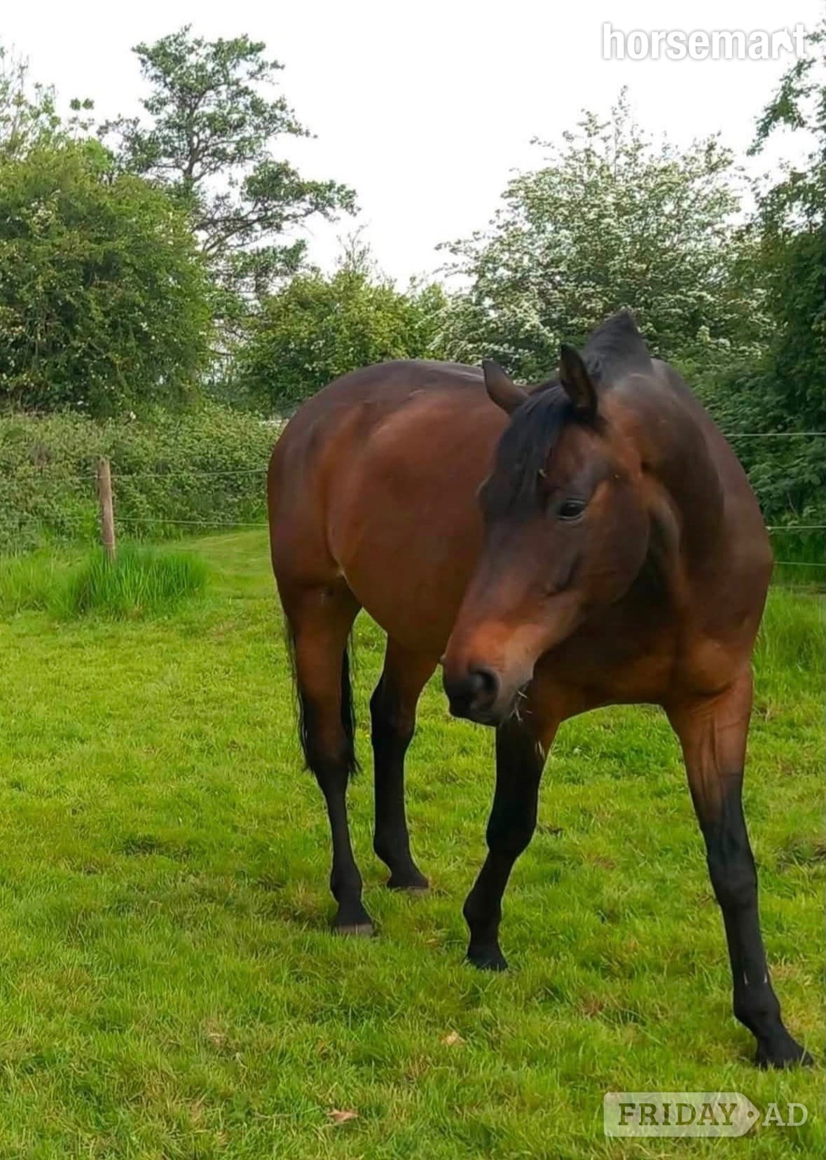 17.1hh 10 year old, gorgeous bay gelding. To stay on current yard - Horses in Scunthorpe