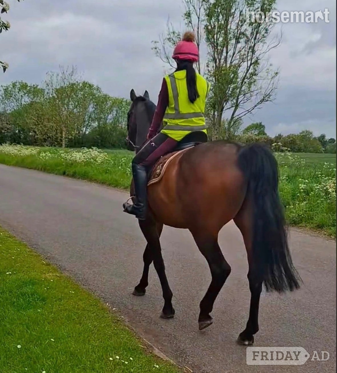 17.1hh 10 year old, gorgeous bay gelding. To stay on current yard - Horses