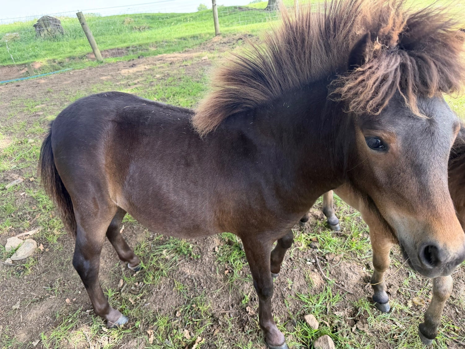 Hedley on the Hill "Milagro of Ravensidefarm" Bay Roan Filly All Rounder