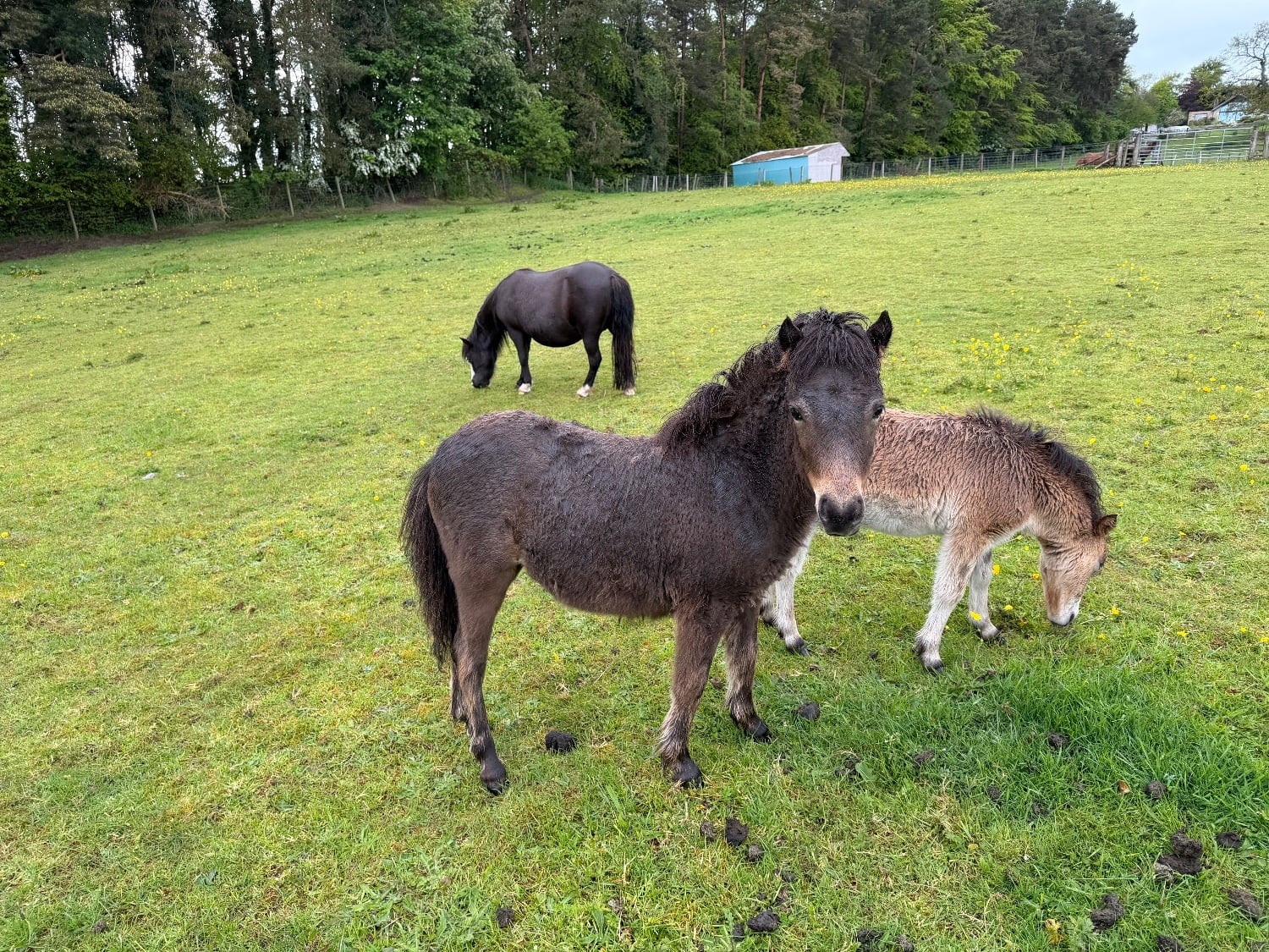 "Milagro of Ravensidefarm" Bay Roan Filly All Rounder - 