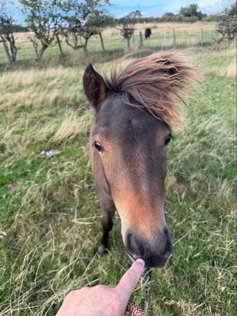 "Milagro of Ravensidefarm" Bay Roan Filly All Rounder