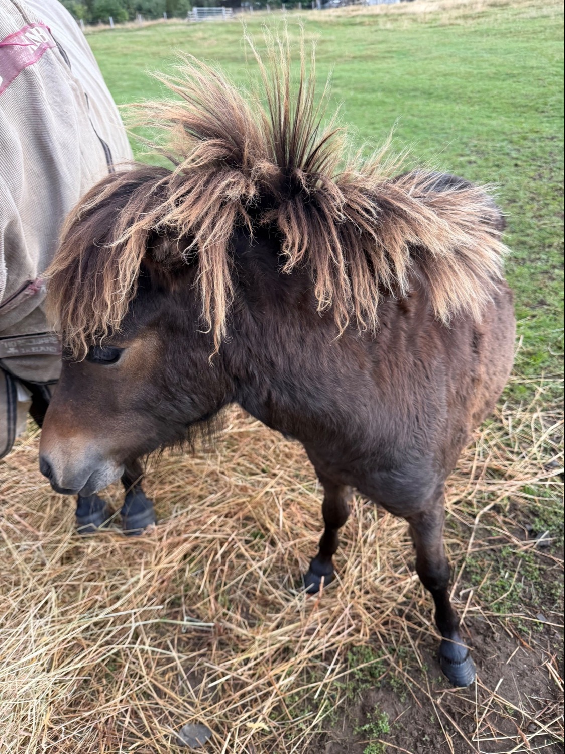 "Milagro of Ravensidefarm" Bay Roan Filly All Rounder