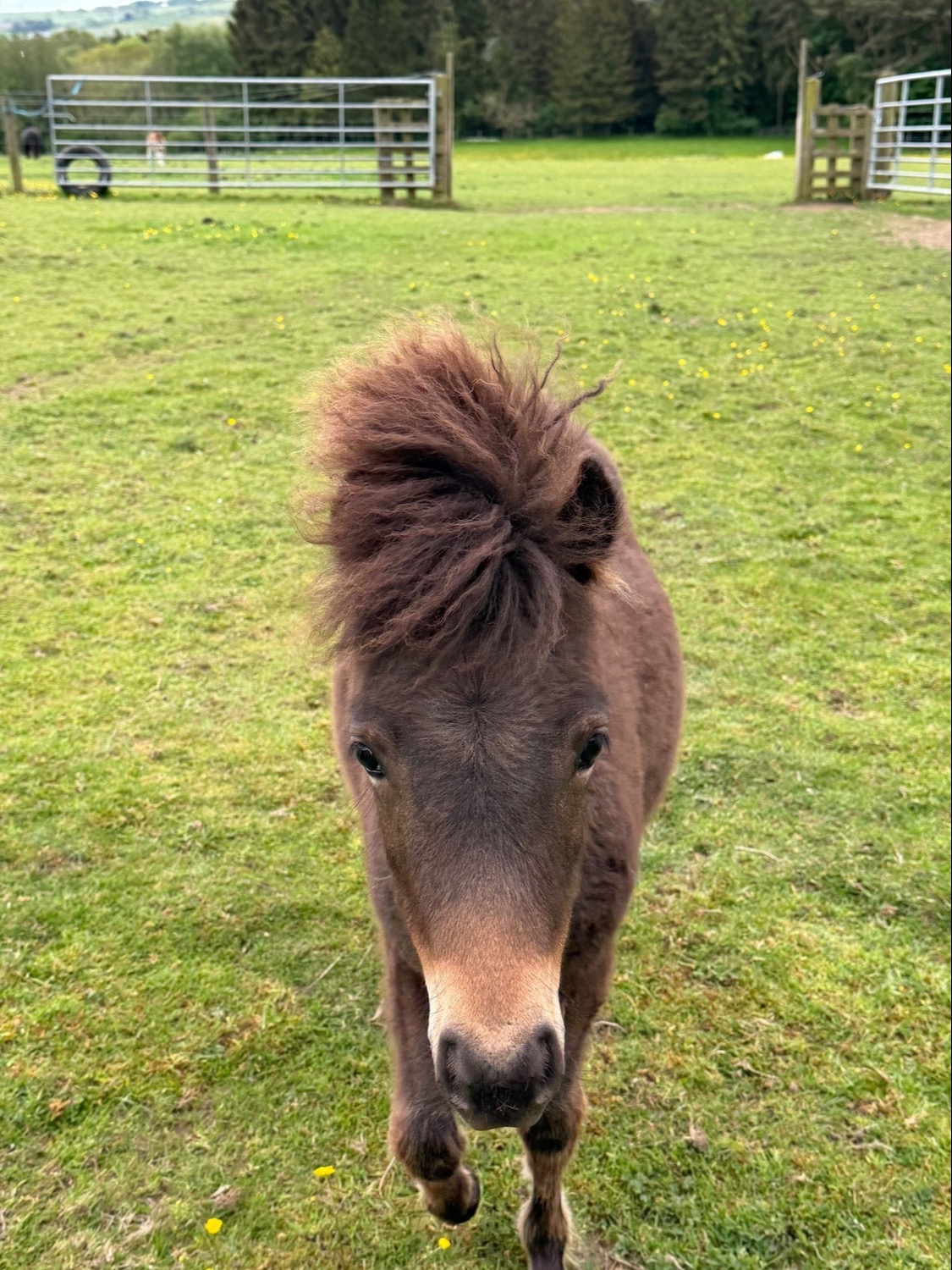 "Milagro of Ravensidefarm" Bay Roan Filly All Rounder -  in Hedley on the Hill