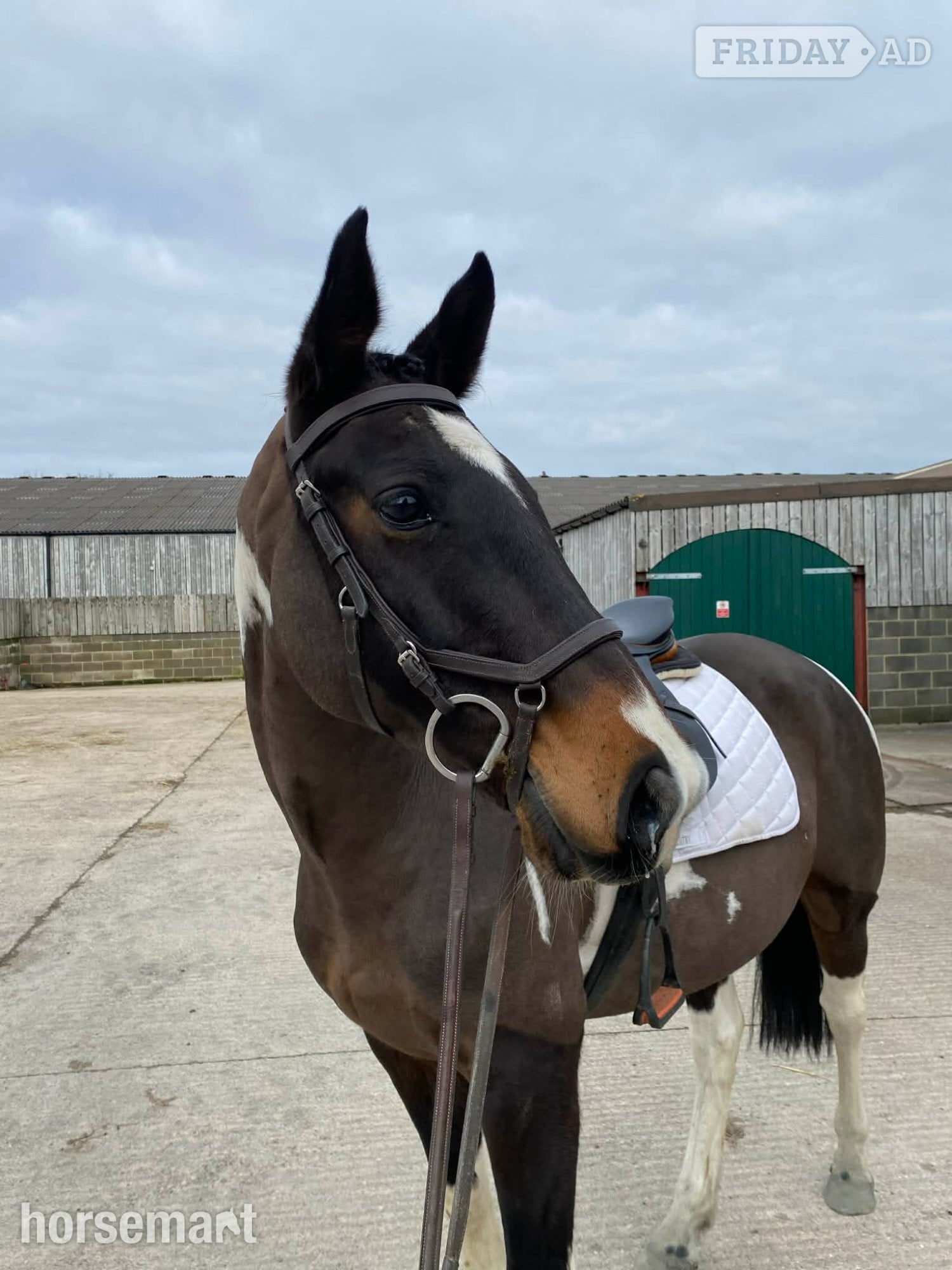 "Aston In De Groove" Skewbald Gelding Riding Club Horse - Horses