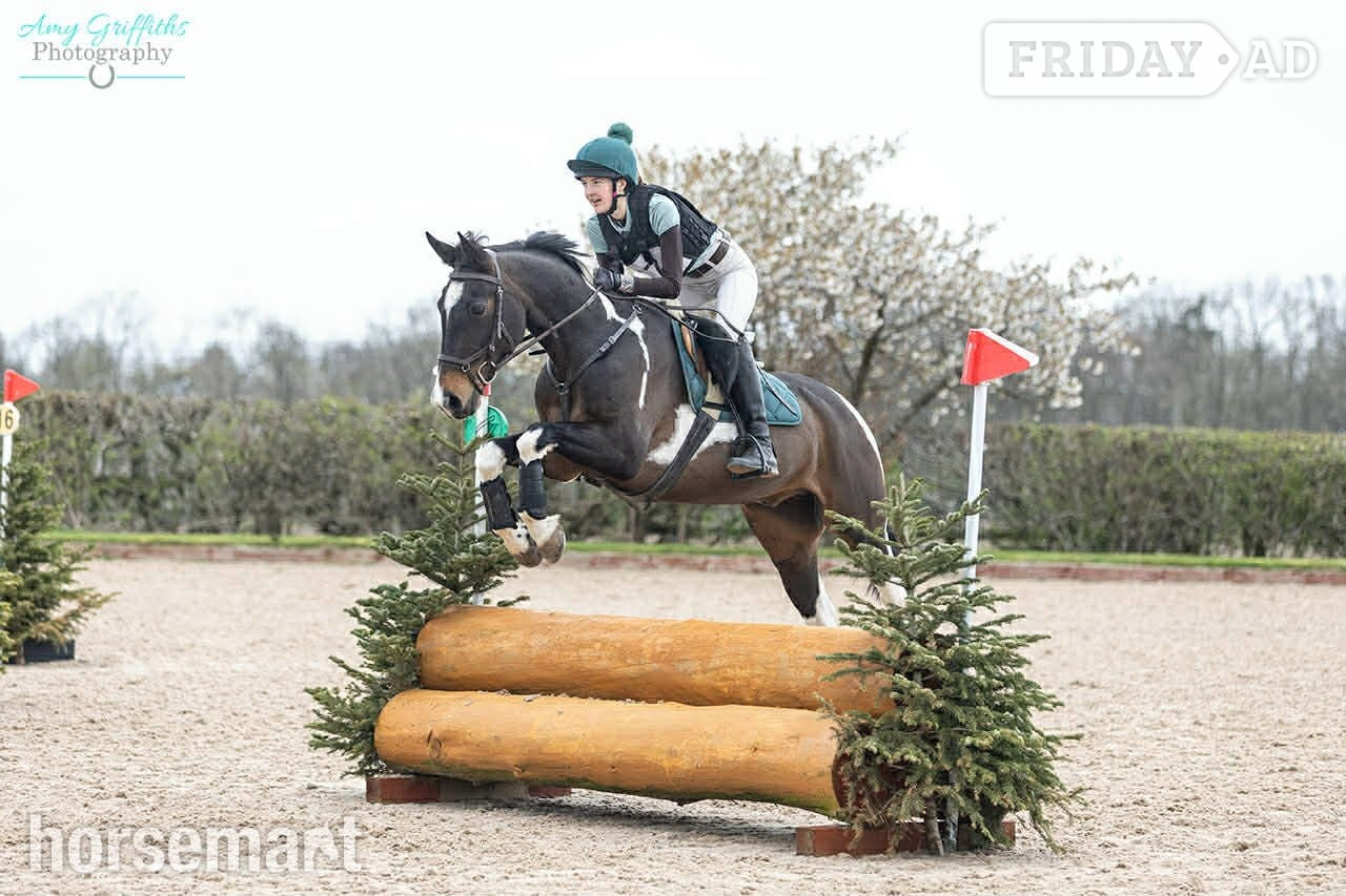 "Aston In De Groove" Skewbald Gelding Riding Club Horse in Leyburn