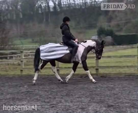 Leyburn "Aston In De Groove" Skewbald Gelding Riding Club Horse