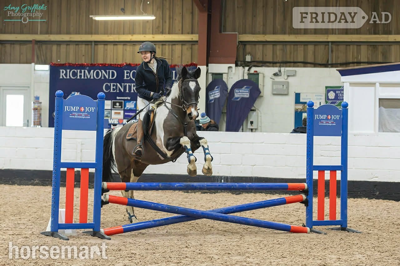 "Aston In De Groove" Skewbald Gelding Riding Club Horse