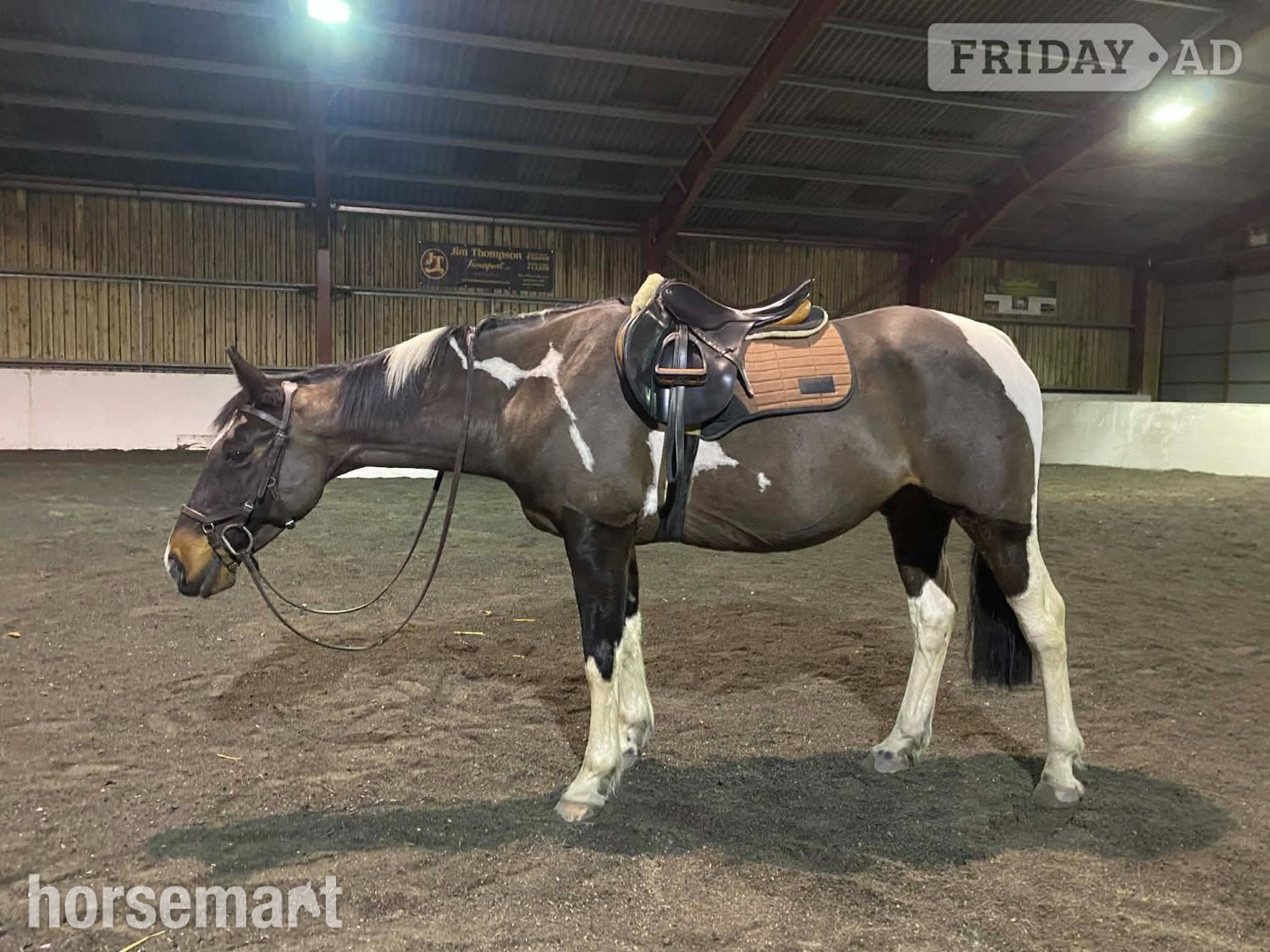 "Aston In De Groove" Skewbald Gelding Riding Club Horse - Horses in Leyburn