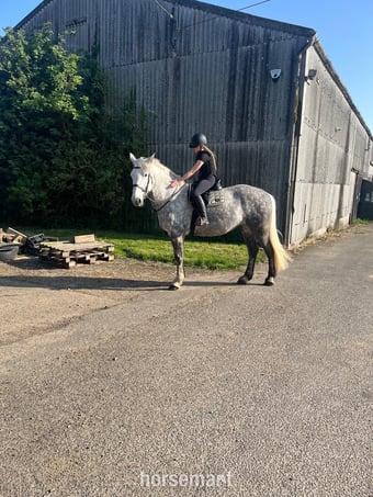"Full reg Irish draugh" Dapple Grey Mare Family Horse