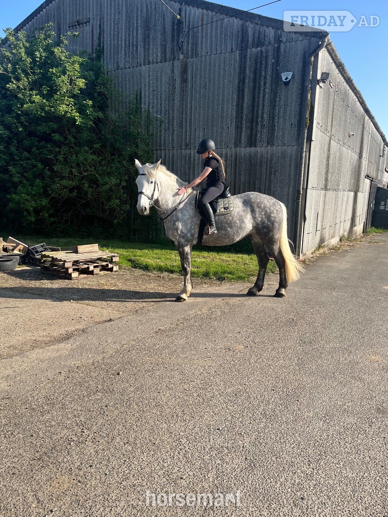 "Full reg Irish draugh" Dapple Grey Mare Family Horse in Harwich