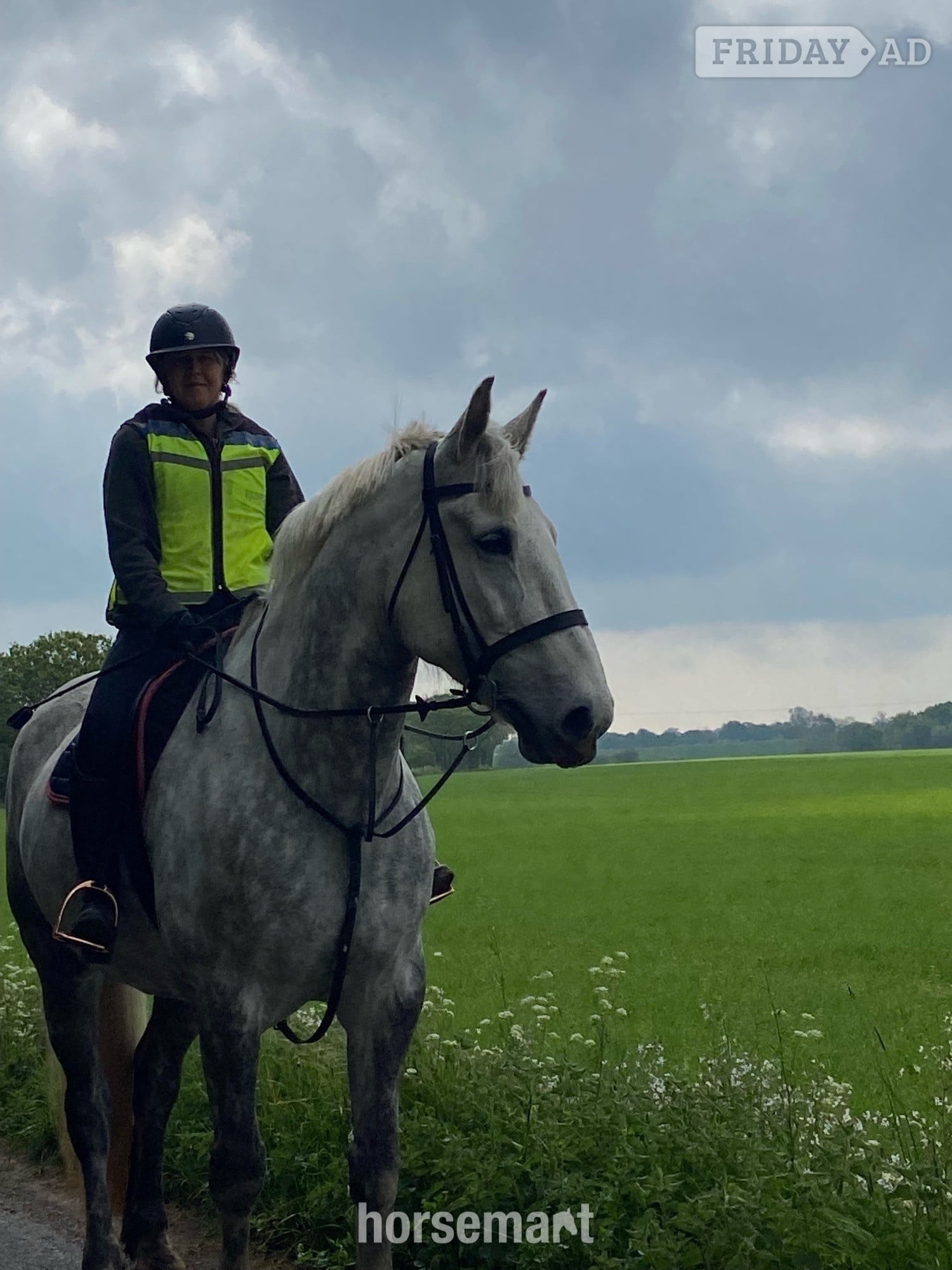 "Full reg Irish draugh" Dapple Grey Mare Family Horse