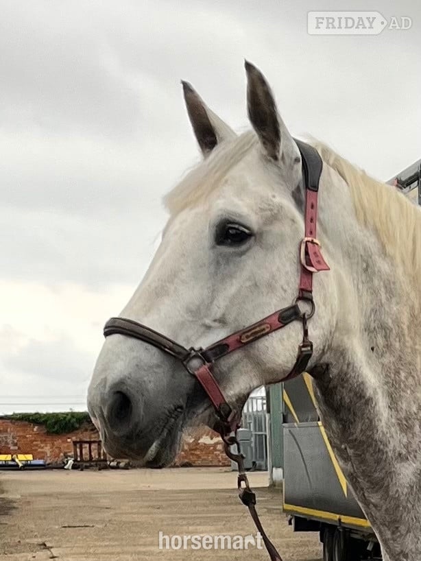 Harwich "Full reg Irish draugh" Dapple Grey Mare Family Horse
