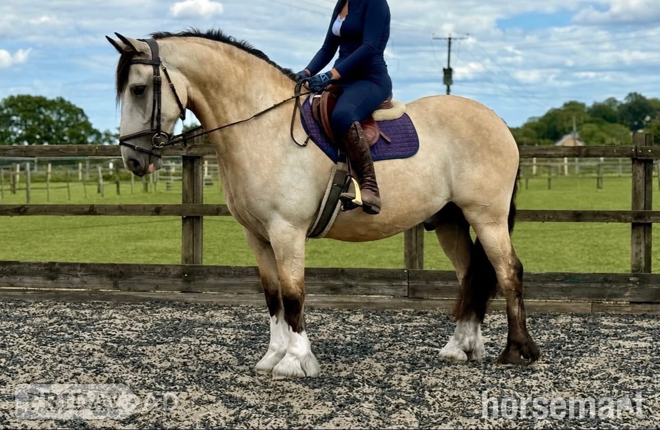 "Thomas " Buckskin Gelding All Rounder in Rayleigh