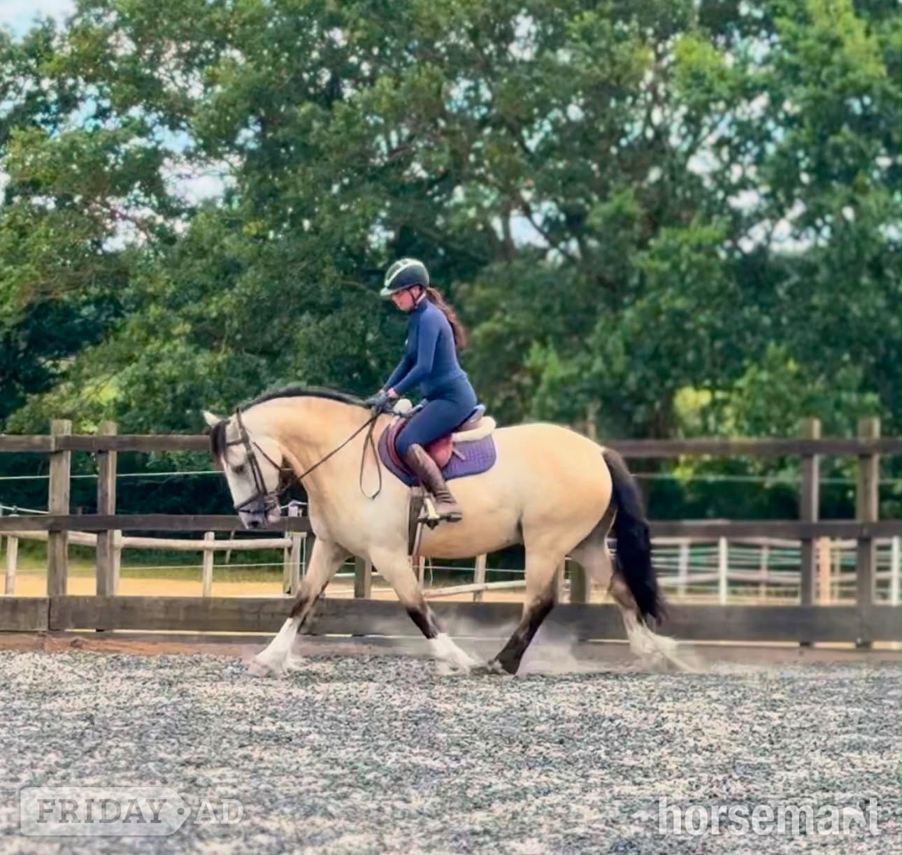 "Thomas " Buckskin Gelding All Rounder
