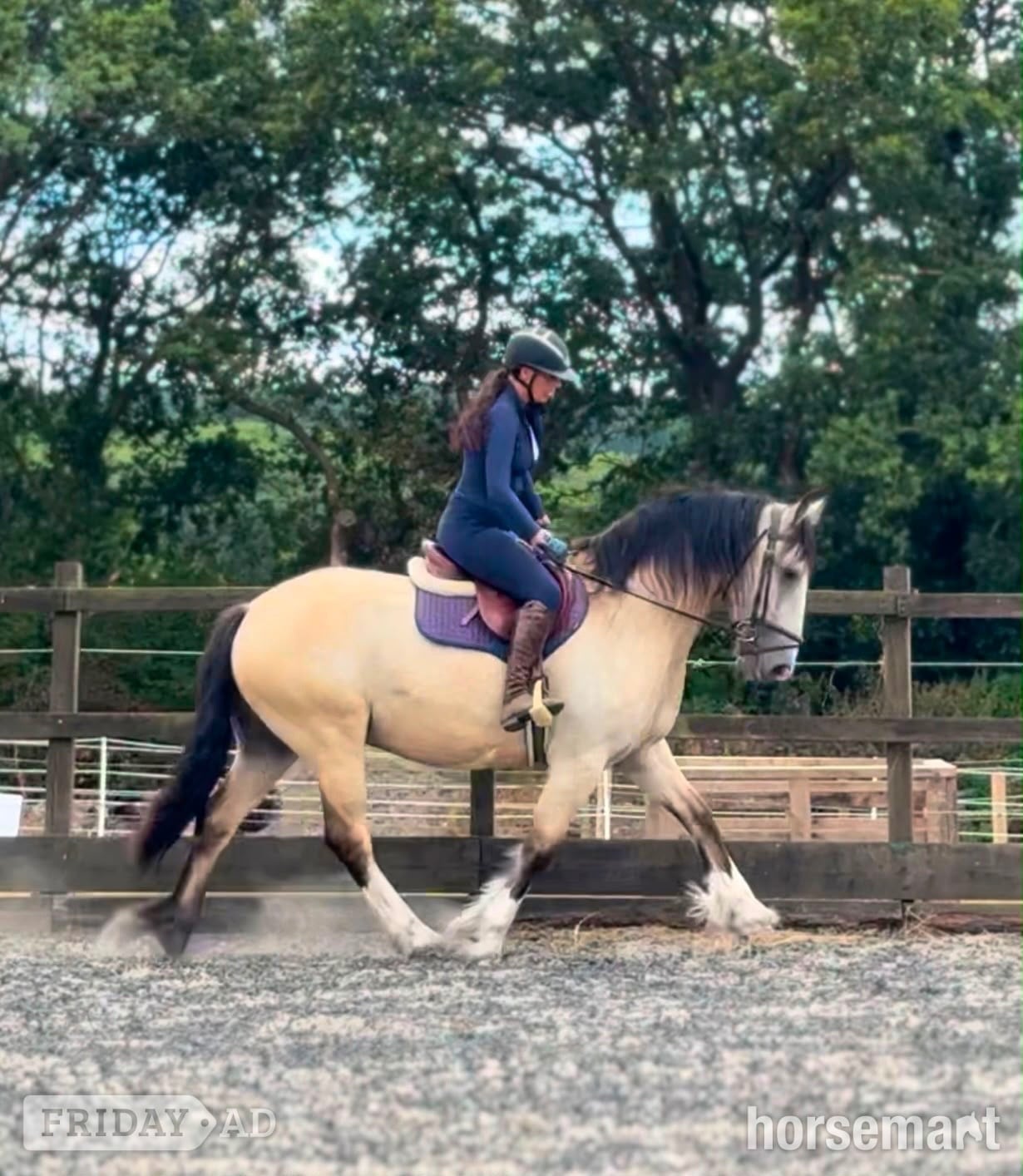 Rayleigh "Thomas " Buckskin Gelding All Rounder