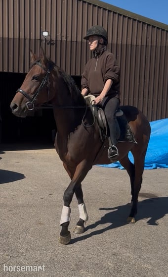 "Aura"  Mare All Rounder