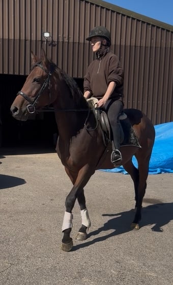 "Aura"  Mare All Rounder