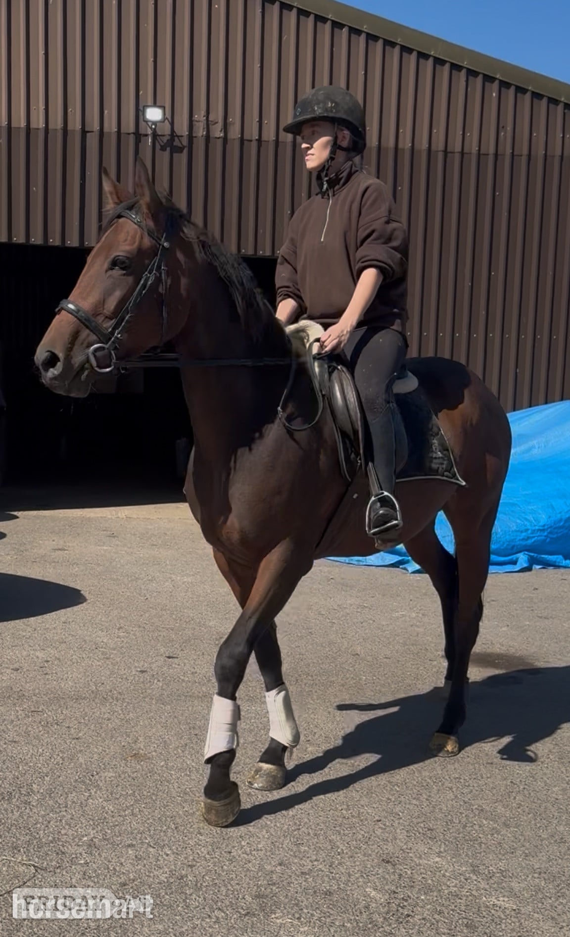"Aura"  Mare All Rounder in Gateshead