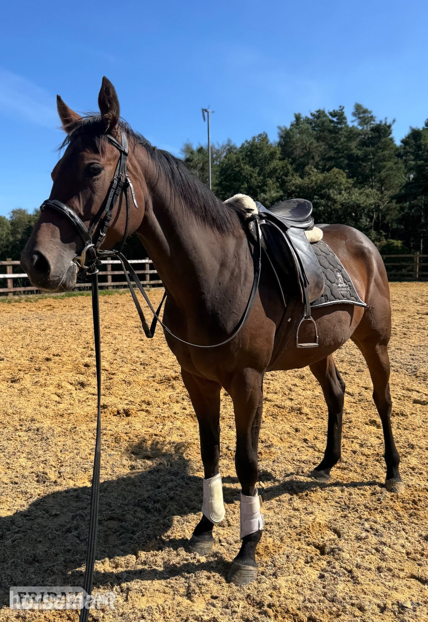 "Aura"  Mare All Rounder