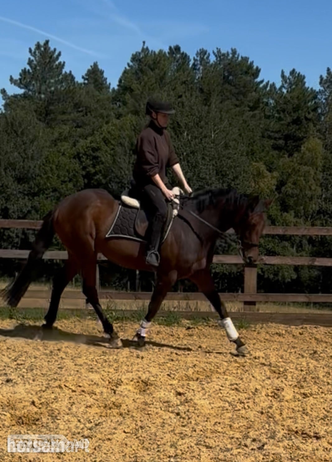 Gateshead "Aura"  Mare All Rounder