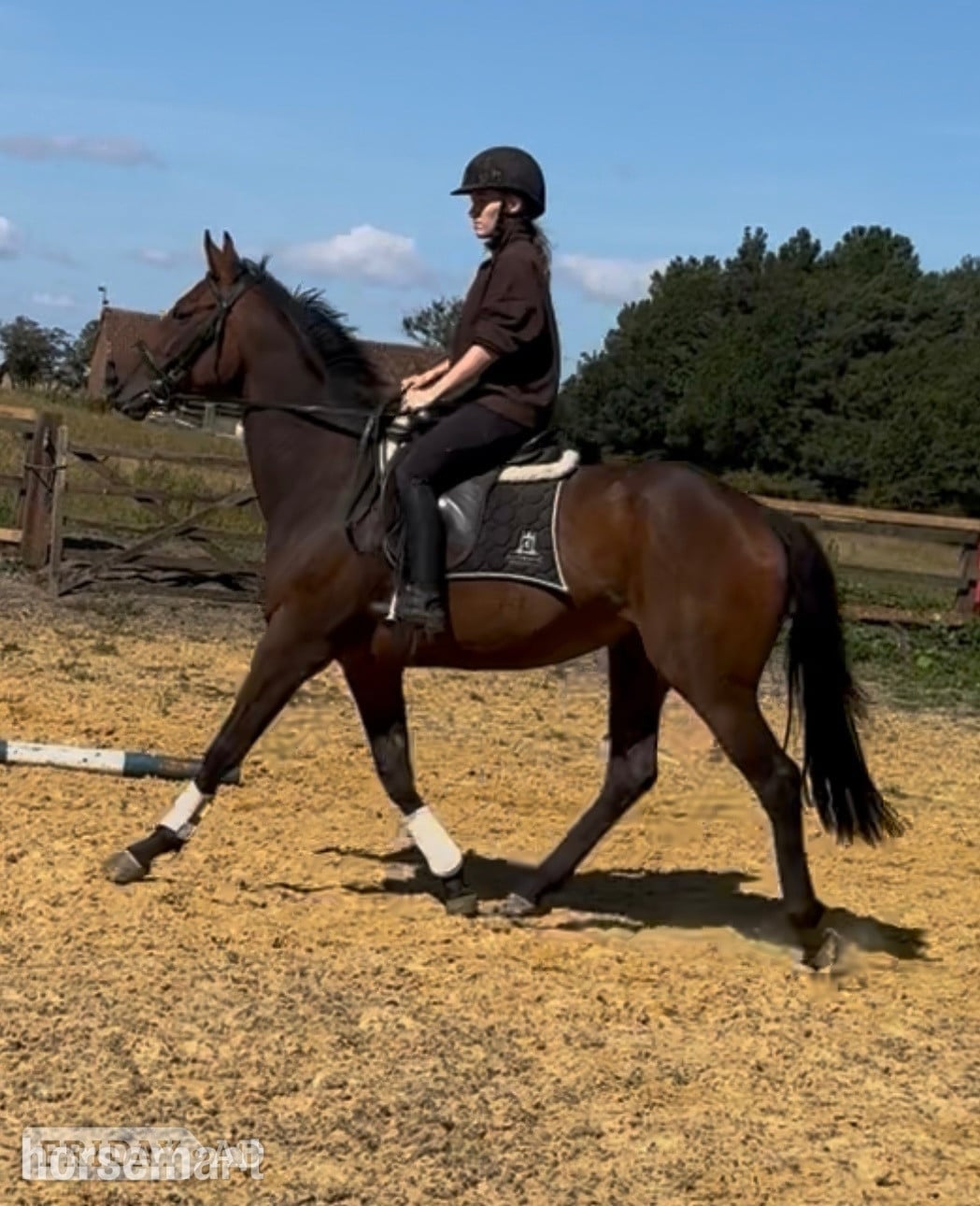 "Aura"  Mare All Rounder - Horses in Gateshead