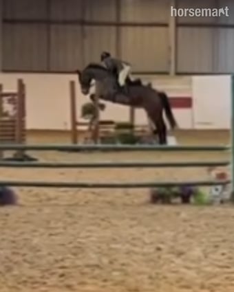 "Aurora " Bay Mare All Rounder