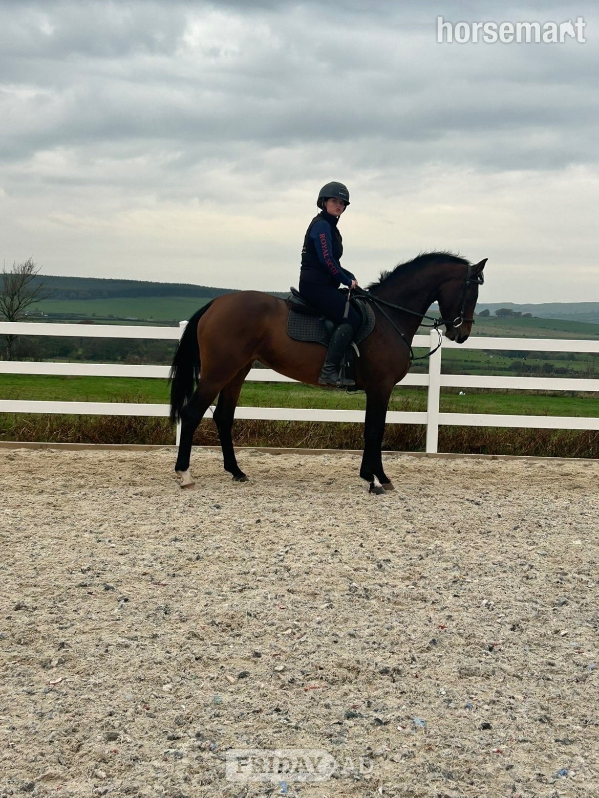 Eaglesfield "Aurora " Bay Mare All Rounder