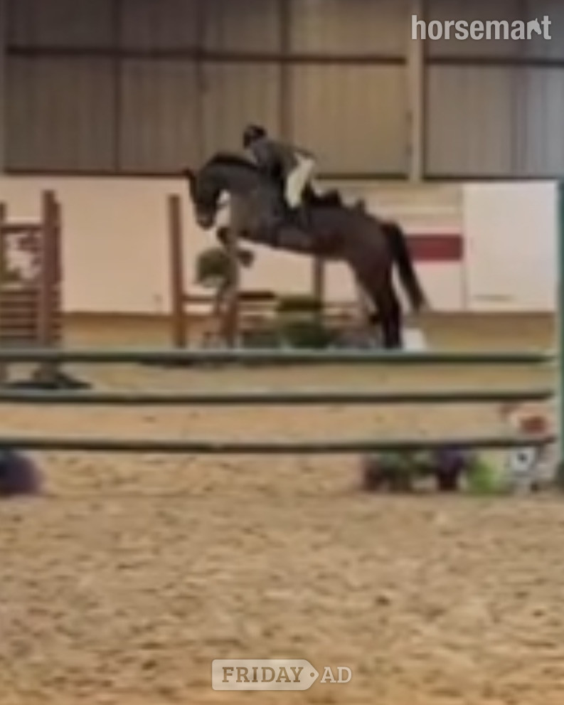 "Aurora " Bay Mare All Rounder in Eaglesfield