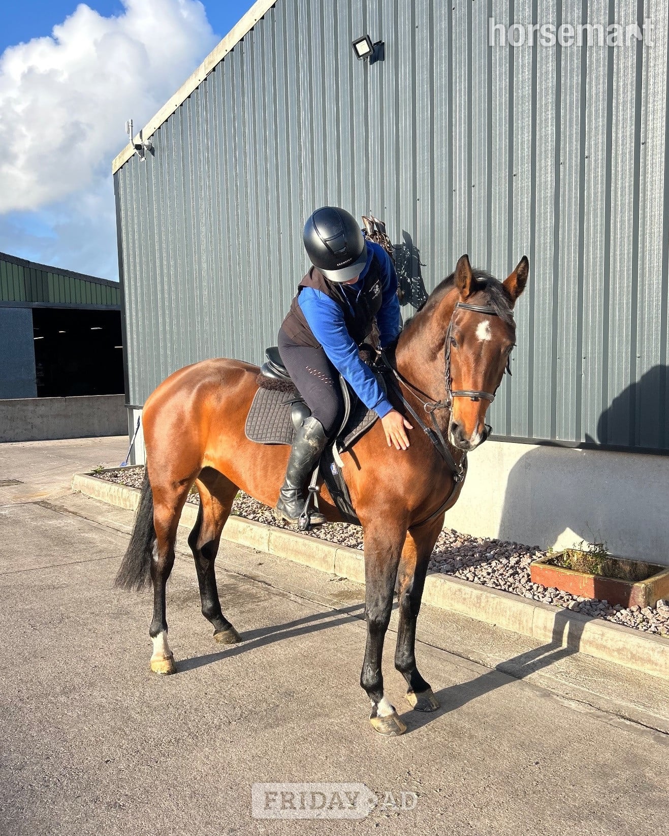 "Aurora " Bay Mare All Rounder
