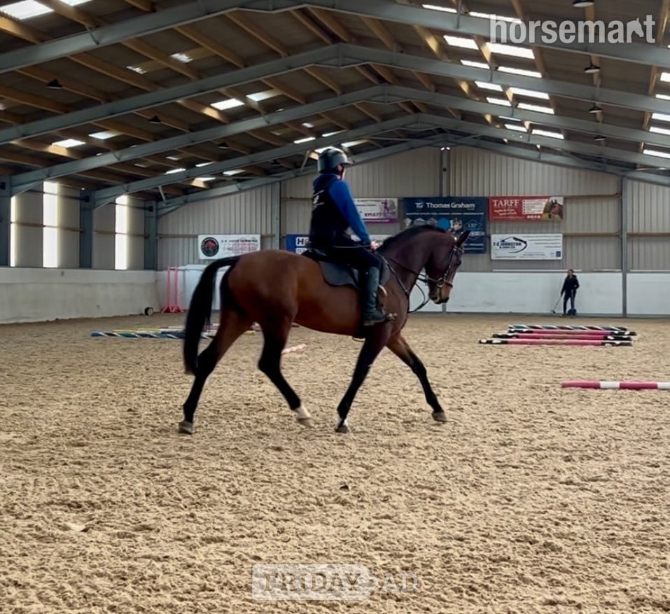 "Aurora " Bay Mare All Rounder - Horses in Eaglesfield