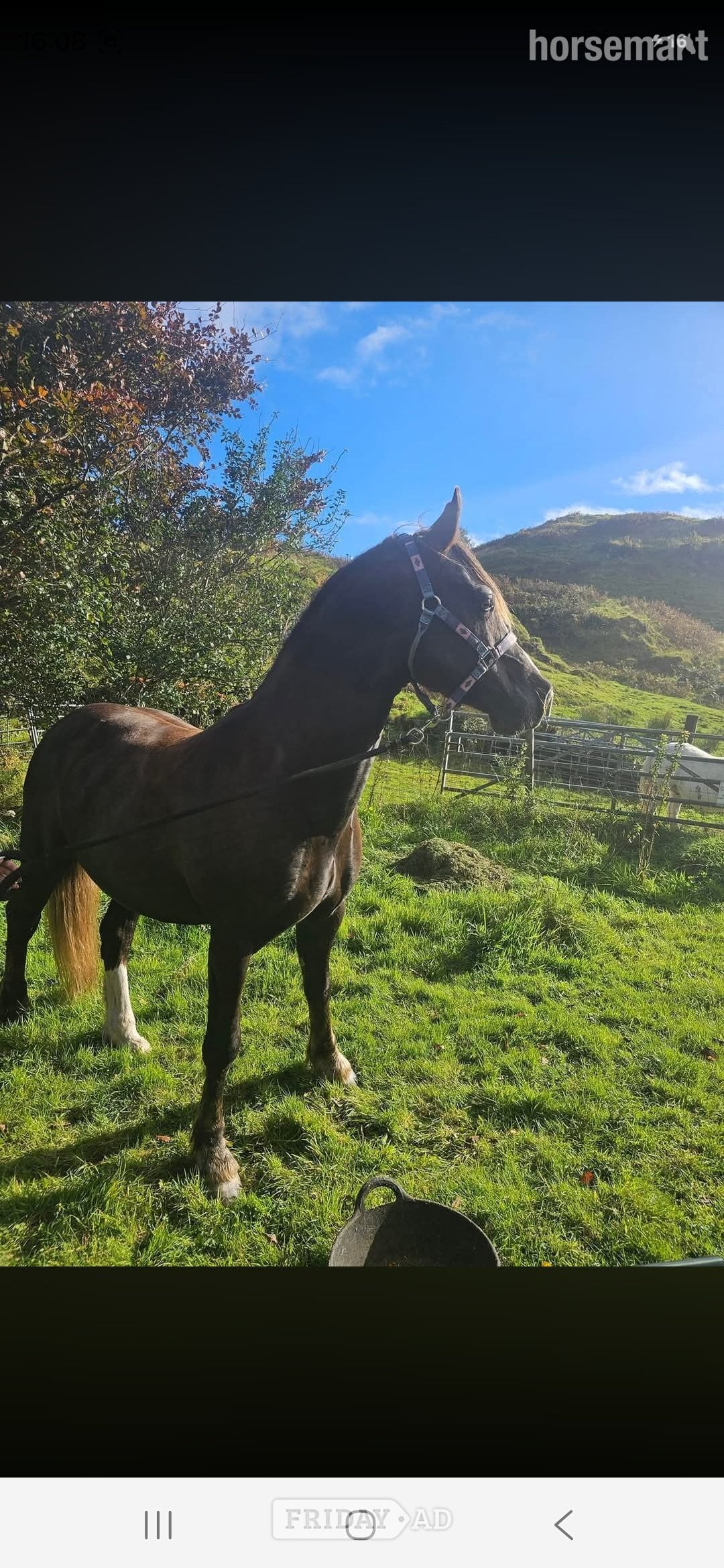 "Hillgarth jellytot jasper (jazz) " Liver Chestnut Gelding Project Horse in Oban