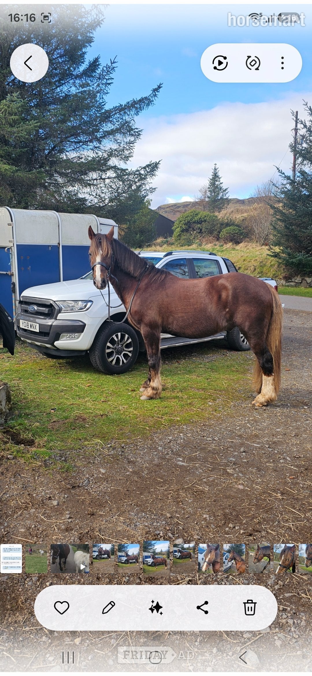 "Hillgarth jellytot jasper (jazz) " Liver Chestnut Gelding Project Horse