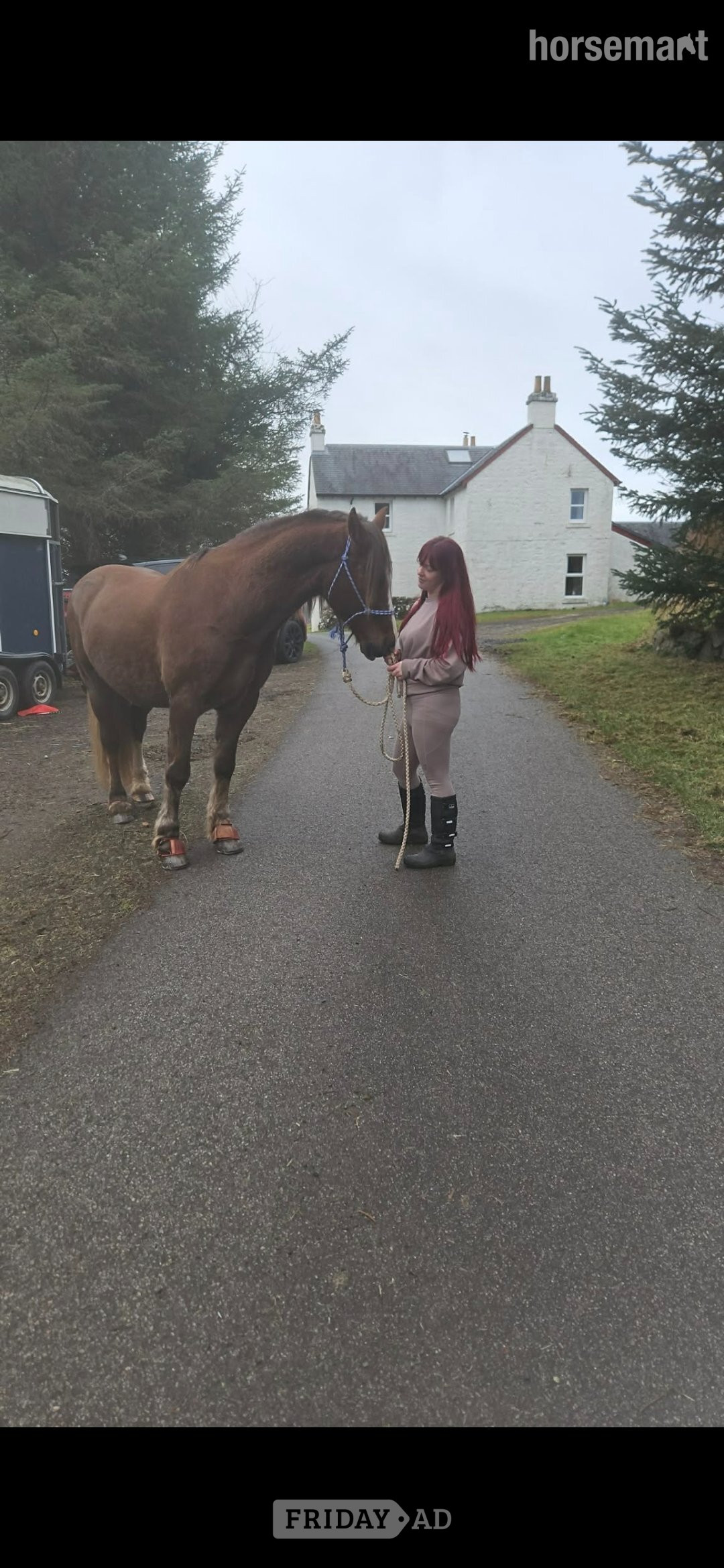 Oban "Hillgarth jellytot jasper (jazz) " Liver Chestnut Gelding Project Horse