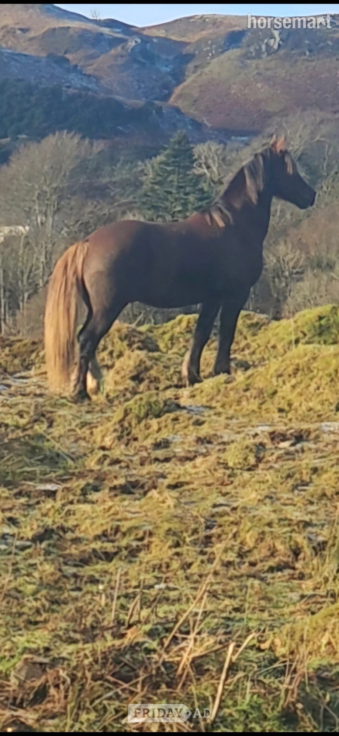 "Hillgarth jellytot jasper (jazz) " Liver Chestnut Gelding Project Horse - Horses in Oban
