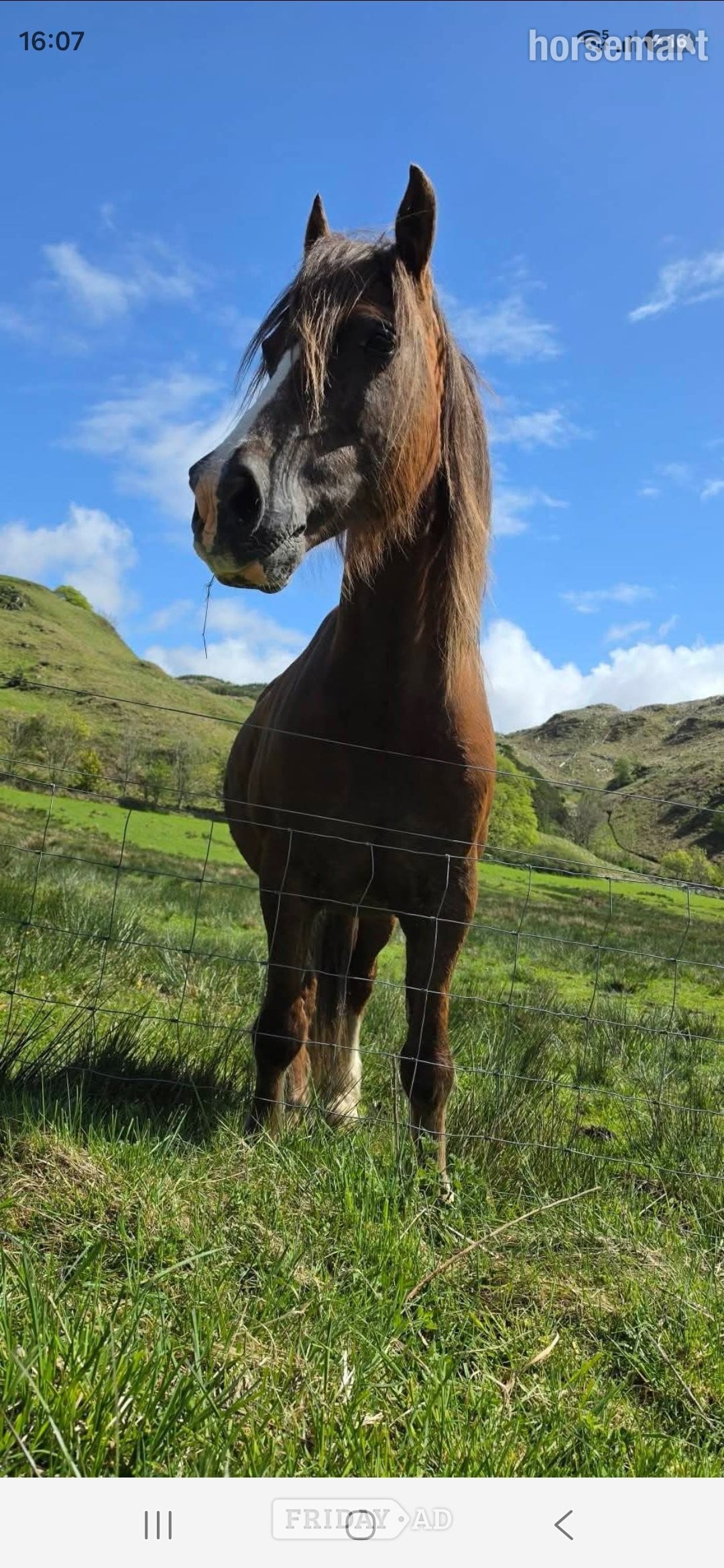 "Hillgarth jellytot jasper (jazz) " Liver Chestnut Gelding Project Horse - Horses